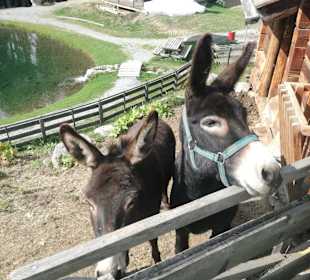 Sunny Mountain Adventure Park