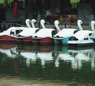 Tretboote - Schwäne