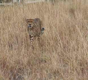 Gepard der Einzelgänger