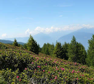 Alpenrosen auf dem Hirzer