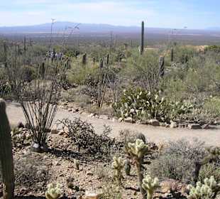 Arizona Sonora Desert Museum