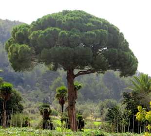 Mächtige Pinie in den Gärten