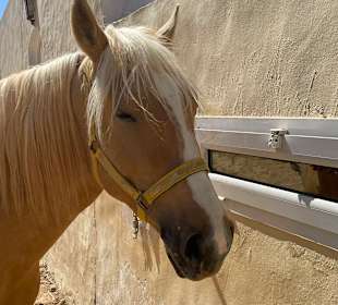 Ein Pferd aus dem Märzurlaub 2026