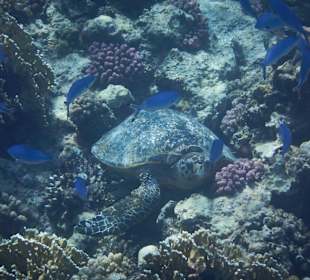 Schildkröte in der Bucht