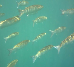 Fische