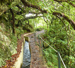 Vorsicht vor den Ästen der Baumheiden