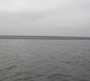 Seehundbank Tegeler Plate