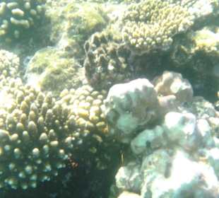 Tolle Unterwasserwelt