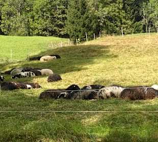 Wandern Nesselwängle