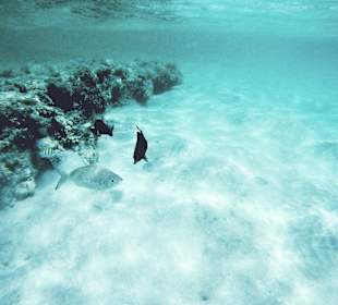 Schnorcheln Marsa Alam