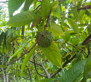 Ausflug mit Mario von Edelweiss Tours