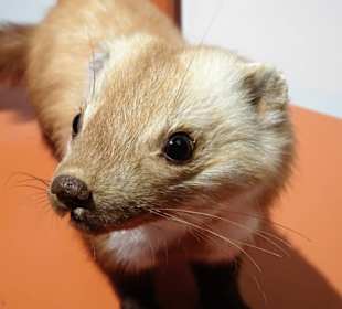 Naturwissenschaftliches Museum