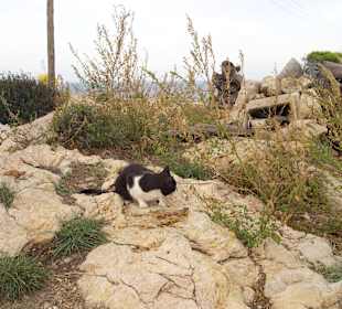 Liebe wilde kastrierte Katzen Faro Capdepera