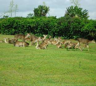 Hoch auf dem Simonet Berg - Nature Trails Mauritius