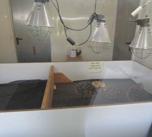 Straußenfarm Mhou Rülzheim