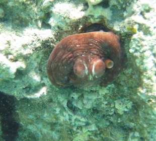 Octupus