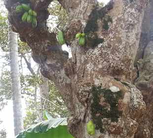 Kleine Sternenfrüchte