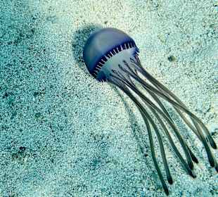 Schnorcheln Marsa Alam