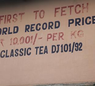 Teefabrik Puttabong Tea Estate