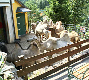 Kameltheater & Weißer Hof