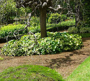 Blandys Gardens/Palheiro Gardens