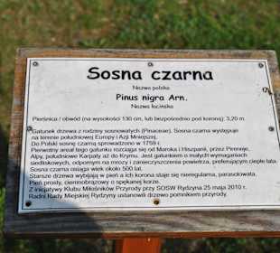 Jeden z pomników przyrody w zamkowym parku.