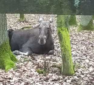 Elch-Kuh Daya im Wildpark