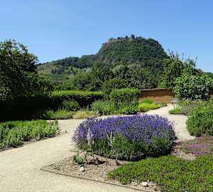 Schaffhauser Kräutergarten