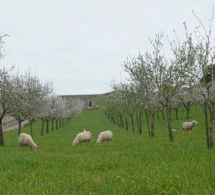 Mandelblüte