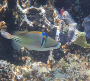 Schnorcheln Abu Dabbab