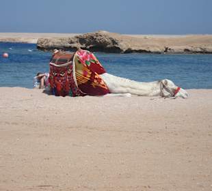 Chilliges Kamel bei der Schnorcheltour