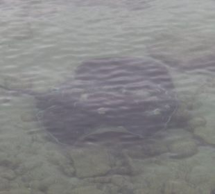 Ein Rochen im Fischerhafen von Arrecife