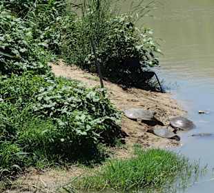 Schildkröten am Fluss beim Miramare