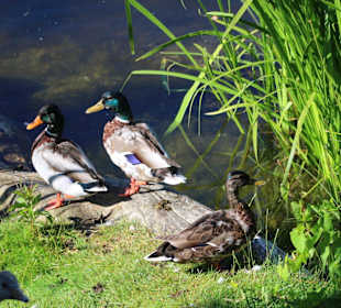 Enten im Schlosspark