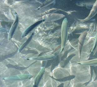 Goldstrieme und Geißbrassen