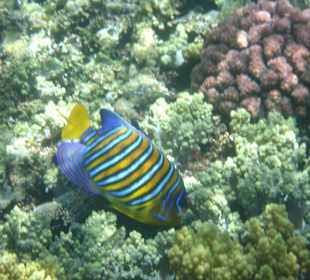 Pfauen-Kaiserfisch am Außenriff