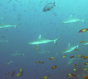 Haie bei Madivaru