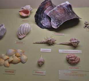 Rundgang durch das Muschelmuseum Wremen