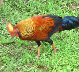 Wie ein Hahn , nur farbiger ..