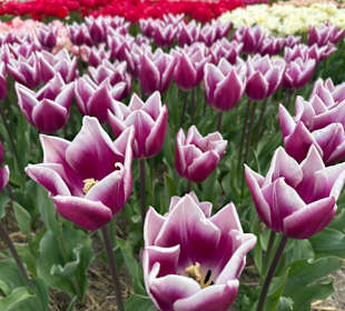 Floratuin Julianadorp