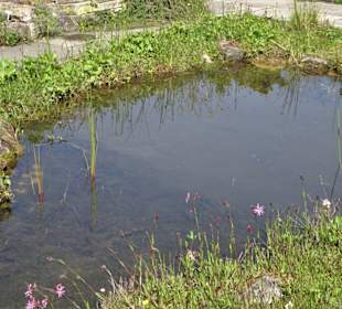 Rundgang durch den Berggarten Hannover