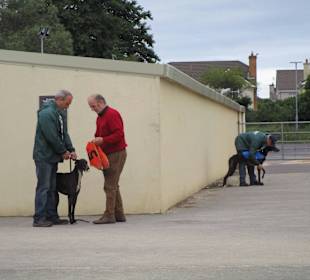 Windhundrennen Tralee