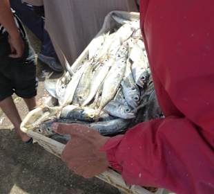 Frischer Fisch, direkt aus dem Meer