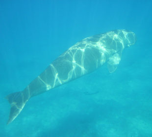 Schnorcheln Marsa Alam