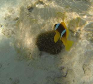 Verteidigt stark seine Anemone