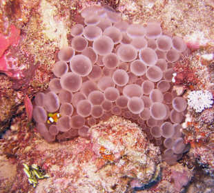 Podwodne życie w Abu Dabab