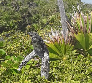 Strand Playa del Carmen/Playacar