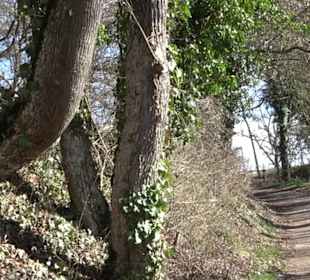 Hirschauer Spitzbergwegle (Premiumspazierwanderweg