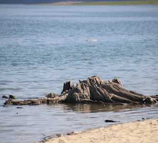 ..ein überschwemmter Baumstumpf!