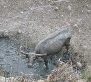 Wasserbüffel auf Rinca